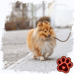 Daycare for Small Dogs in Miami