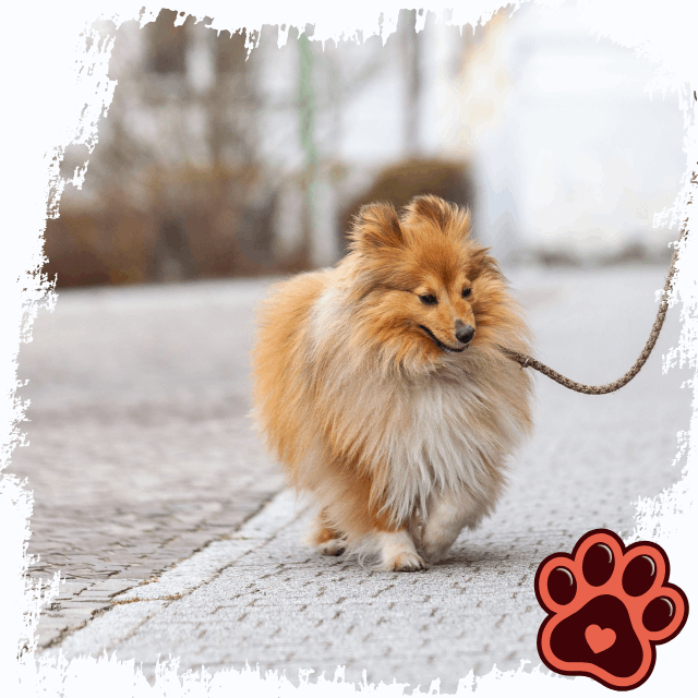 Daycare for Small Dogs in Miami