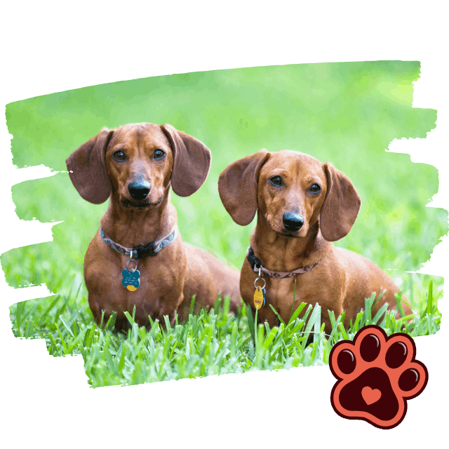 Boarding for Small Dogs Boarding for Small Dogs